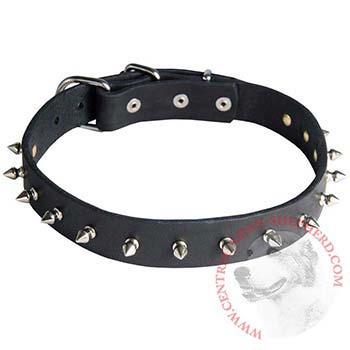 Central Asian Shepherd Dog Leather Collar Steel Nickel Plates Spikes