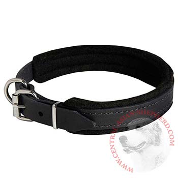 Padded Leather Central Asian Shepherd Collar Adjustable