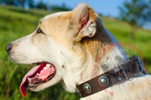 Leather Collar with Nickel Riveted Circles for Central  Asian  Shepherd