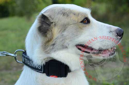 Central Asian Shepherd Nylon Collar with Identification Patches on Both Sides