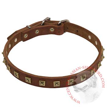 Central Asian Shepherd Leather Collar For Walking And  Training in Style