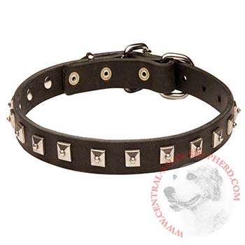 Central Asian Shepherd Walking   Leather Collar with Studs