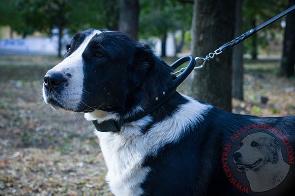 Central-Asian-Shepherd black leather collar of lightweight material with d-ring for leash attachment for improved control