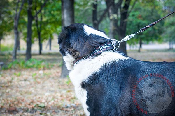 Central-Asian-Shepherd black leather collar with non-corrosive hardware for daily activity