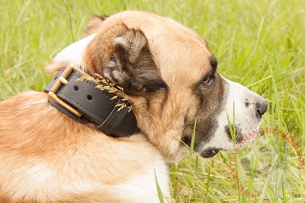 Central-Asian-Shepherd brown leather collar with duly riveted fittings for daily activity