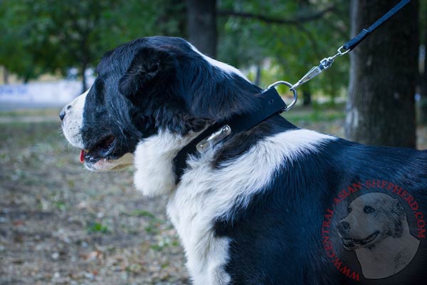 Central-Asian-Shepherd nylon collar of high quality with d-ring for leash attachment for any activity