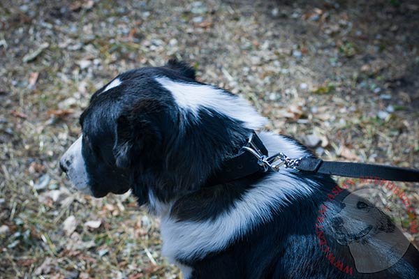 Central-Asian-Shepherd nylon collar with rust-proof hardware for any activity
