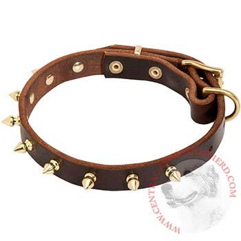 Leather Central Asian Shepherd Collar with Brass Spikes