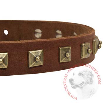 Central Asian Shepherd Leather Collar With Square  Studs