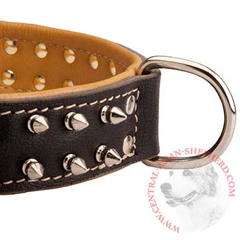 Padded Leather Central Asian Shepherd Collar Spiked Adjustable for Training