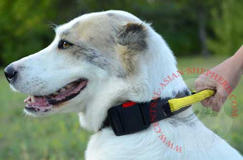 Nylon Central Asian Shepherd Collar - Idel Control Mean