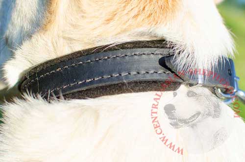 Carefully Stiched Leather Dog Collar for Central Asian Shepherd