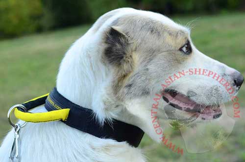 Weatherproof Nylon Dog Collar with Handle for Central Asian Shepherd