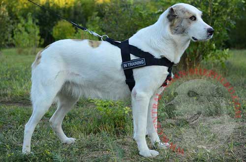 Nyon Harness with Patches for Central Asian Shepherd Identification