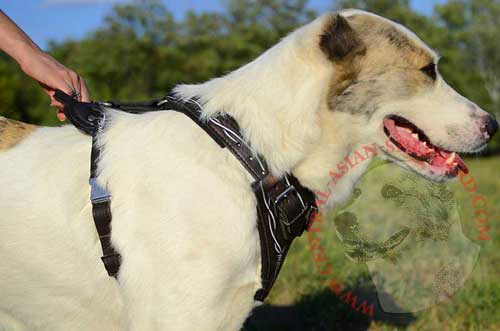 Leather Harness for Comfortable Central Asian Shepherd Handling