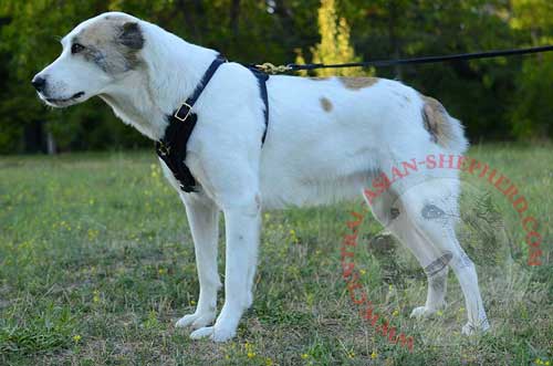 Easy Training Leather Harness for Central Asian Shepherd