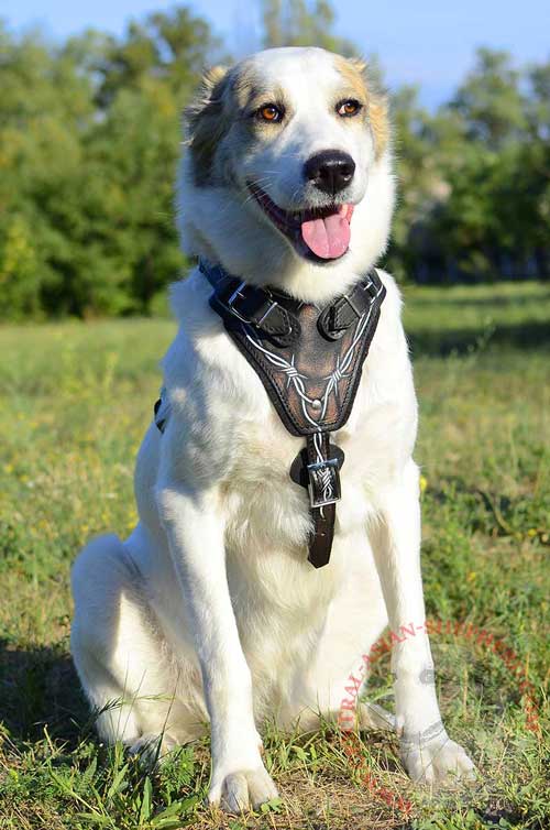 Studded Leather Harness for Central Asian Shepherd  Obedience Training