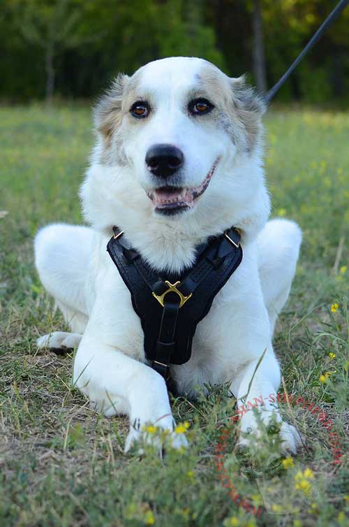 Leather Harness for Central Asian  Shepherd with Easily Adjustable Buckles