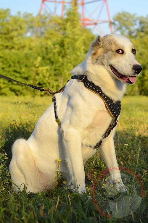 Easily Adjustable Leather Harness for Central Asian Shepherd  with Quick Release Buckle