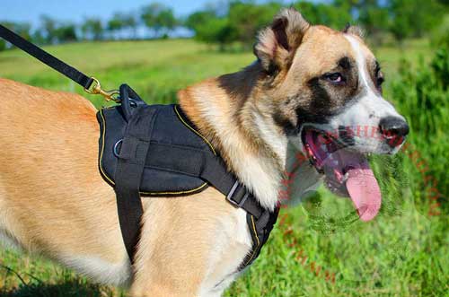 Wet Resistant Nylon Harness for Central Asian Shepherd Any Weather Walking