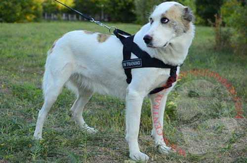 Nylon Harness for Central Asian Shepherd Obedience Training