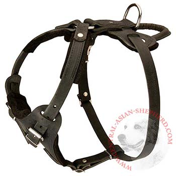 Leather Dog Harness for Central Asian Shepherd Off Leash Training