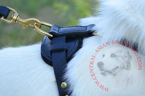 D-ring for Leash Attachment for Better Control Over Dog