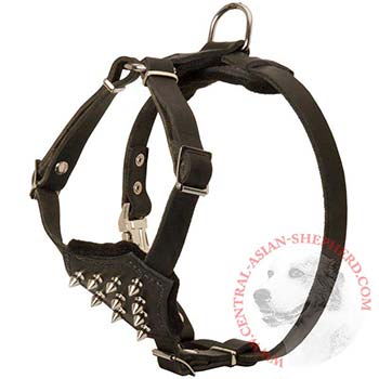 Central Asian Shepherd Leather Puppy Harness with Attractive Nickel Decoration