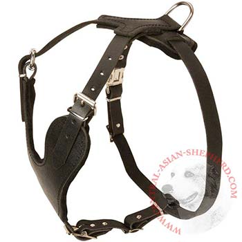 Central Asian Shepherd Harness for Off-Leash Training
