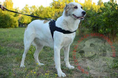 Two Ways Adjustable Dog Nylon Harness for Central Asian Shepherd