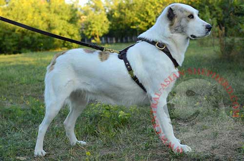 Handmade Dog Harness Leather for Central Asian Shepherd