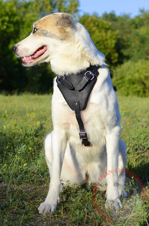 Central Asian Shepherd Harness Leather Ideal for Dog Exercising