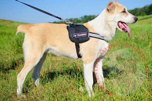 Reflective Nylon Dog Harness for Central Asian Shepherd