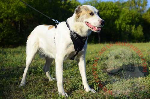 Leather Canine Harness Meant for Central Asian Shepherd's Successful Tracking Work