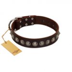 "Gothic Style" FDT Artisan Fancy Brown Leather Central Asian Shepherd Collar with Silver-Like Decorations