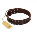 "Star Party" Handmade FDT Artisan Brown Leather Central Asian Shepherd Collar with Silver-Like Studs