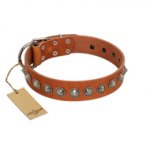 "Silver Spike" Handmade FDT Artisan Tan Leather Central Asian Shepherd Collar with Old Silver-Like Spikes