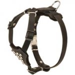 Studded Leather Central Asian Shepherd Puppy Harness
