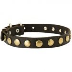 Leather Central Asian Shepherd Collar with Brass Circles for Fashionable Walking