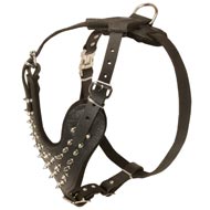 Spiked Leather Central Asian Shepherd Harness for Fashionable Walking
