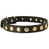 Leather Central Asian Shepherd Collar with Brass Circles for Fashionable Walking
