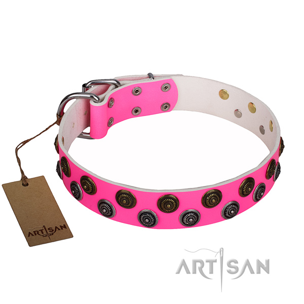 Everyday use dog collar of top notch leather with studs