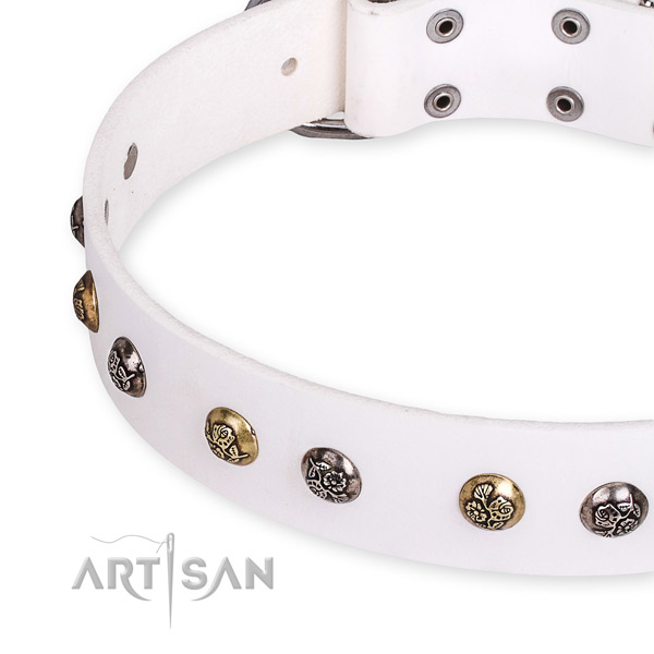 Full grain natural leather dog collar with inimitable corrosion proof studs