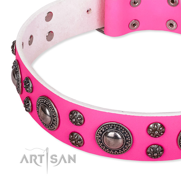 Walking embellished dog collar of top notch full grain leather