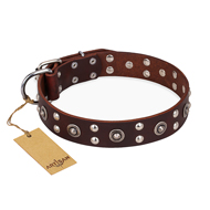 "Pirate Treasure" FDT Artisan Exciting Brown Leather Central Asian Shepherd Collar with Studs