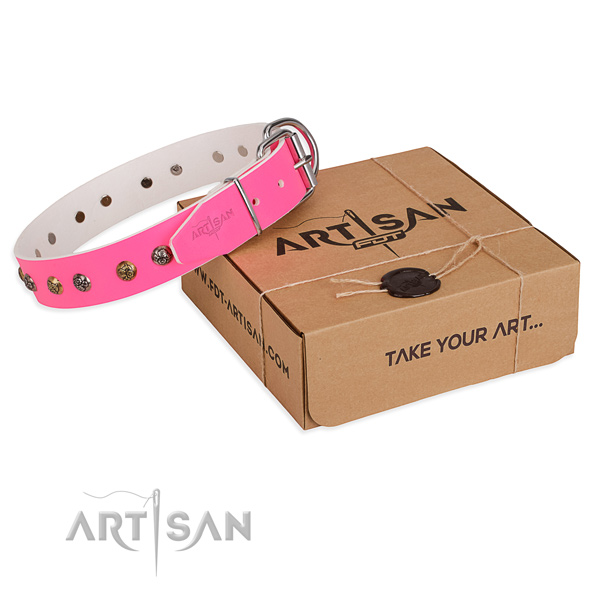 Everyday walking dog collar with Stylish rust resistant studs