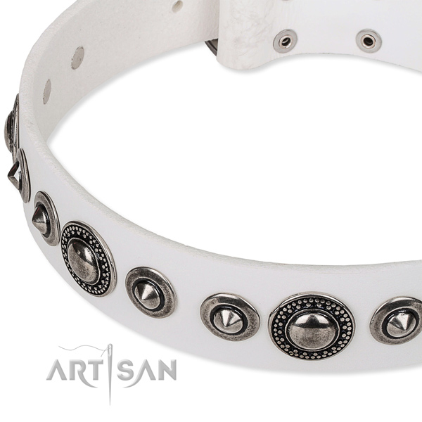 Comfortable wearing studded dog collar of finest quality full grain natural leather