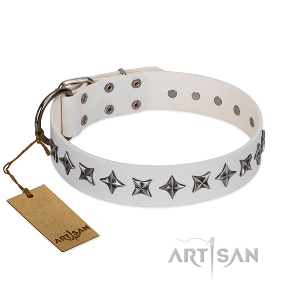 Walking dog collar of top quality leather with adornments