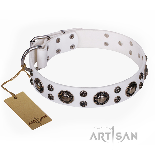 Walking dog collar of finest quality natural leather with studs