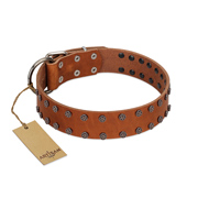 "Star Light" Stylish FDT Artisan Tan Leather Central Asian Shepherd Collar with Silver-Like Studs